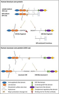 Brevican and Neurocan Cleavage Products in the Cerebrospinal Fluid - Differential Occurrence in ALS, Epilepsy and Small Vessel Disease